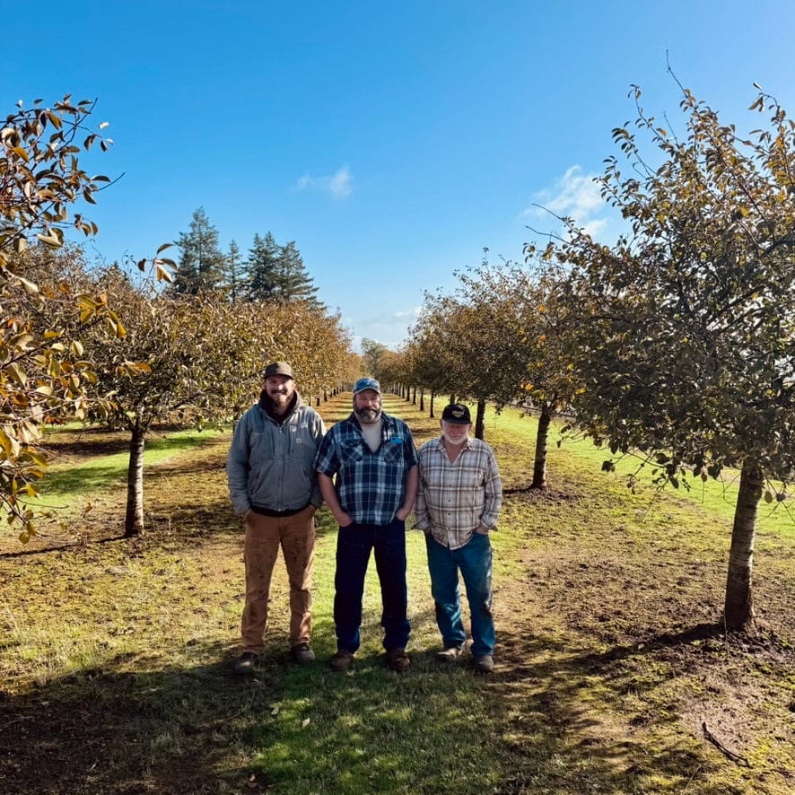 3 men stand in an orchard row on a sunny day