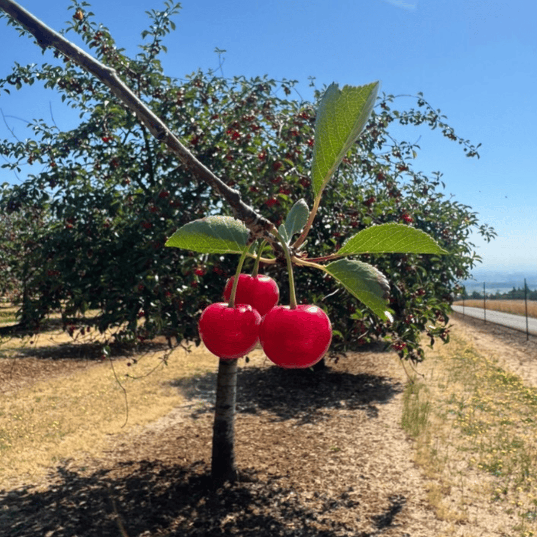 three red tart cherries hang from a branch in a cherry orchard in Amity, Oregon