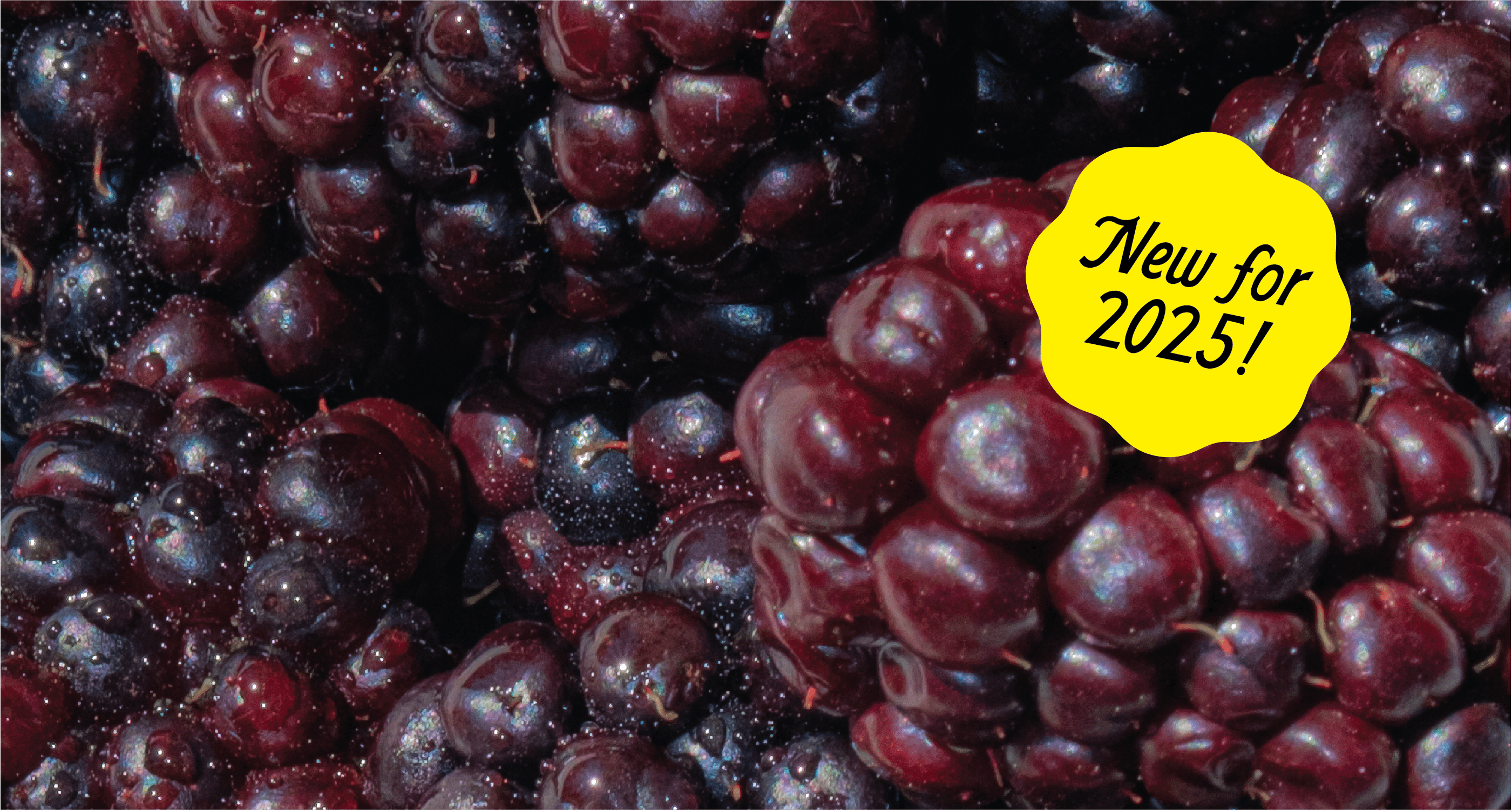 Loganberries