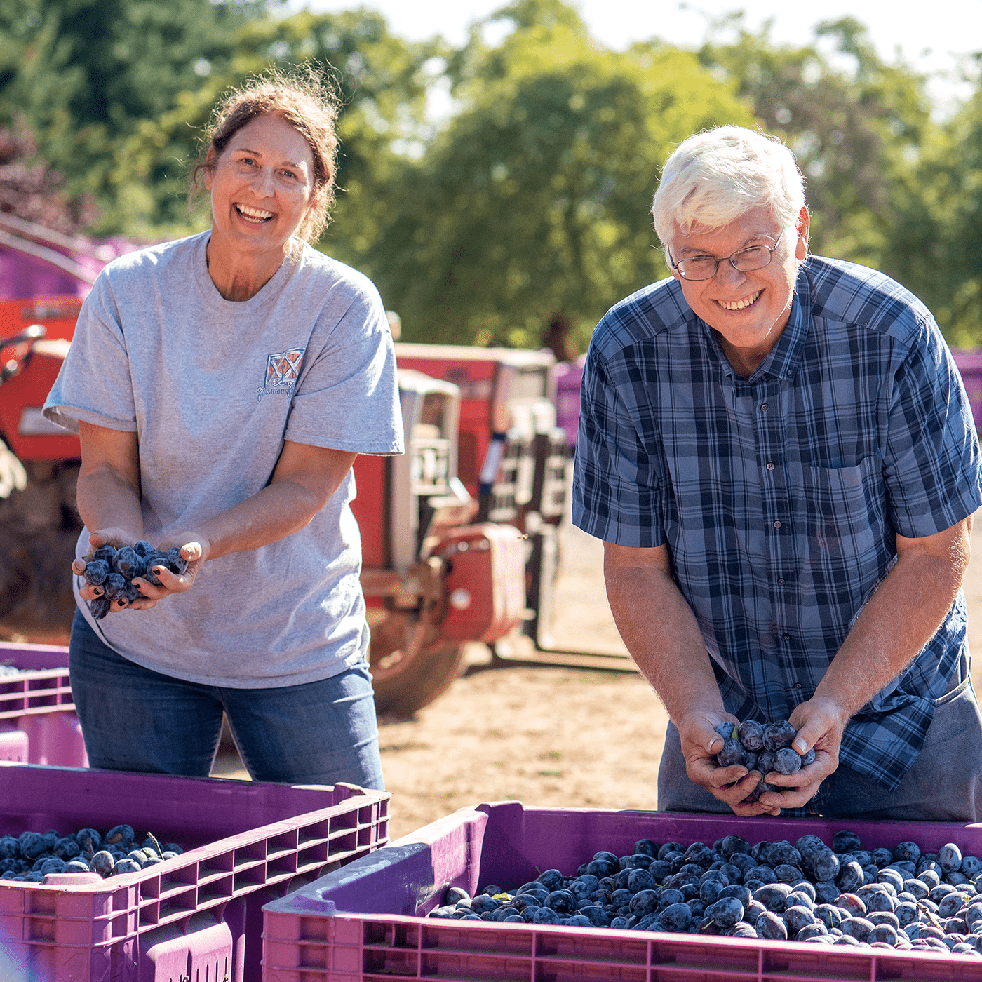 Two Oregon farmers collecting their fruit