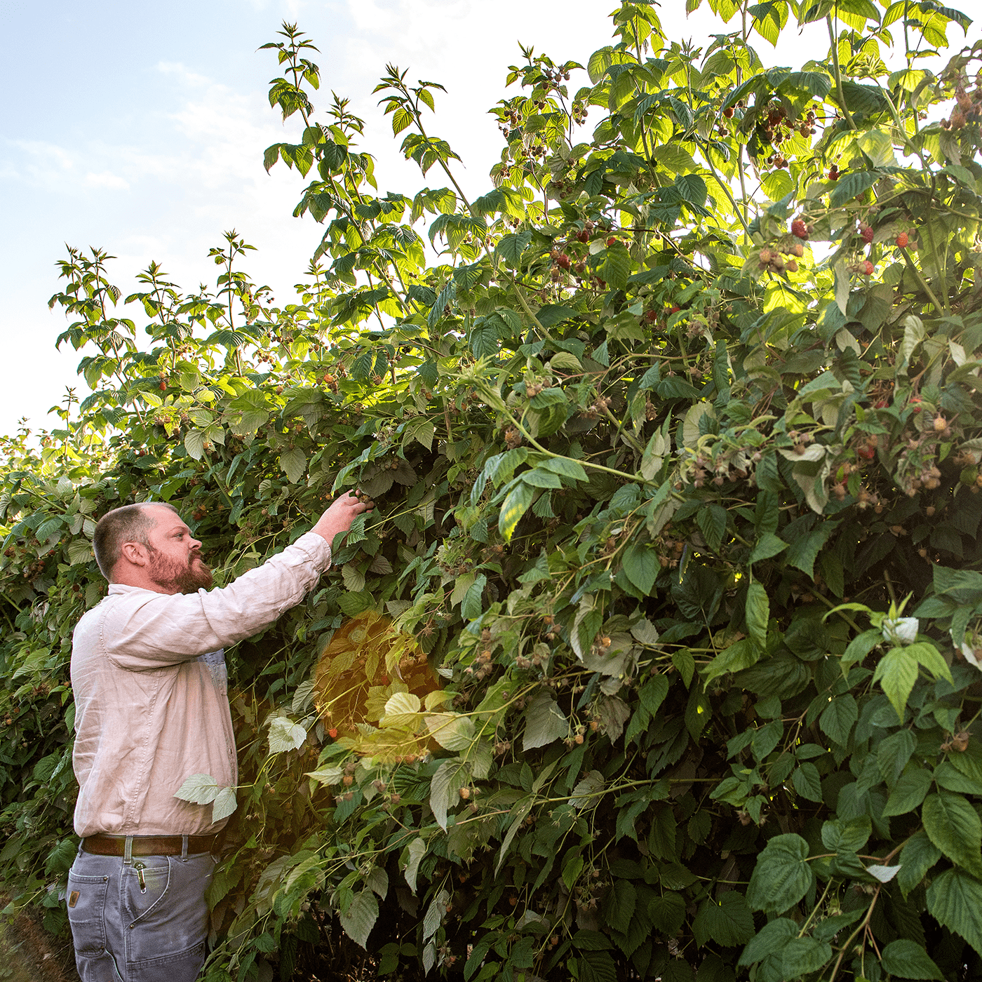 Man picking fresh berries from a bush