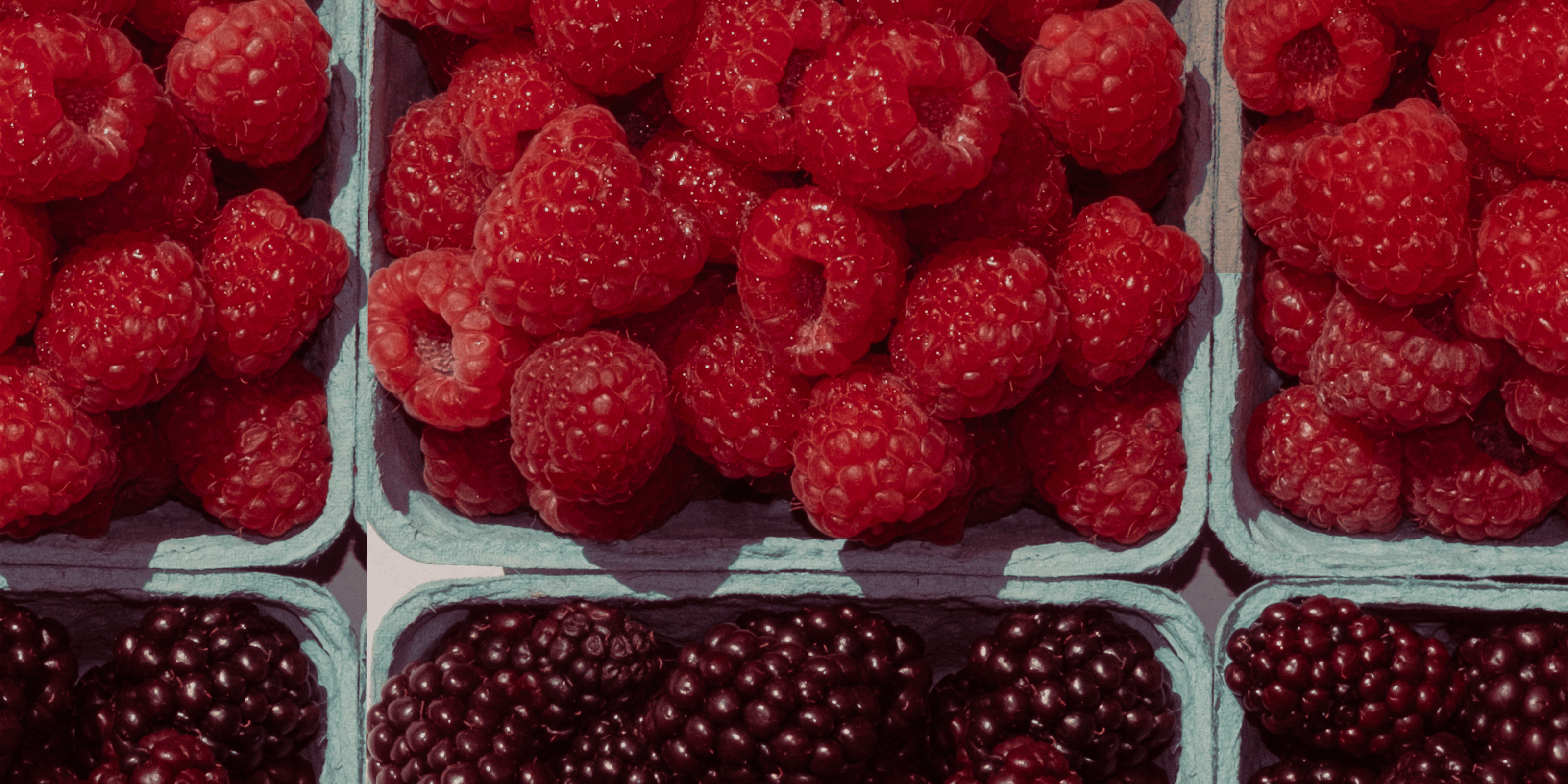 freshly picked raspberries and black berries in cardboard containers