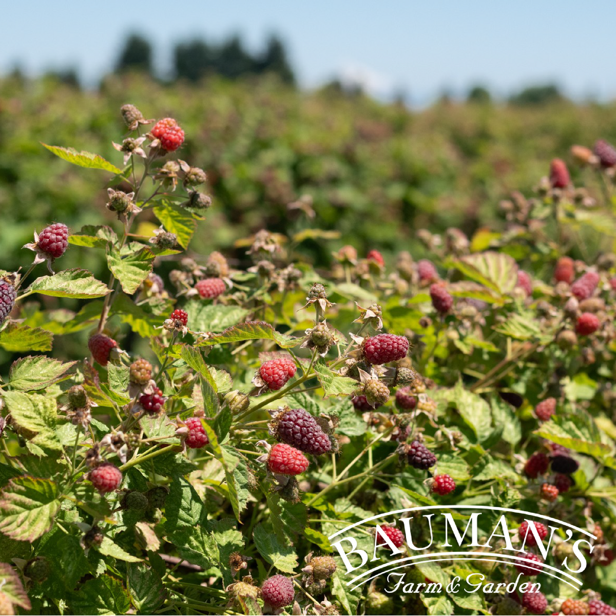 loganberries on the vine