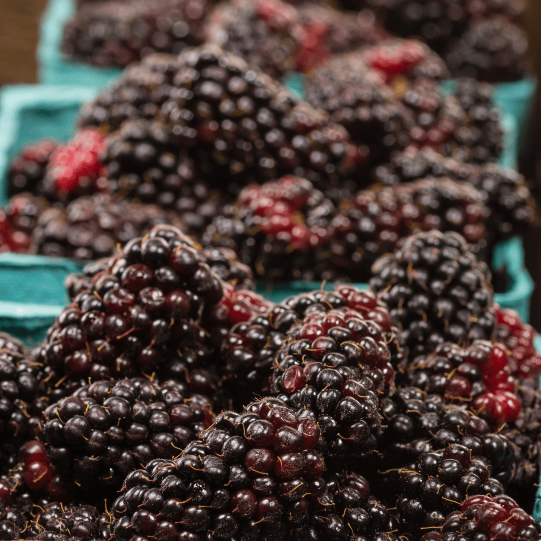 A container of ripe Oregon Marionberries