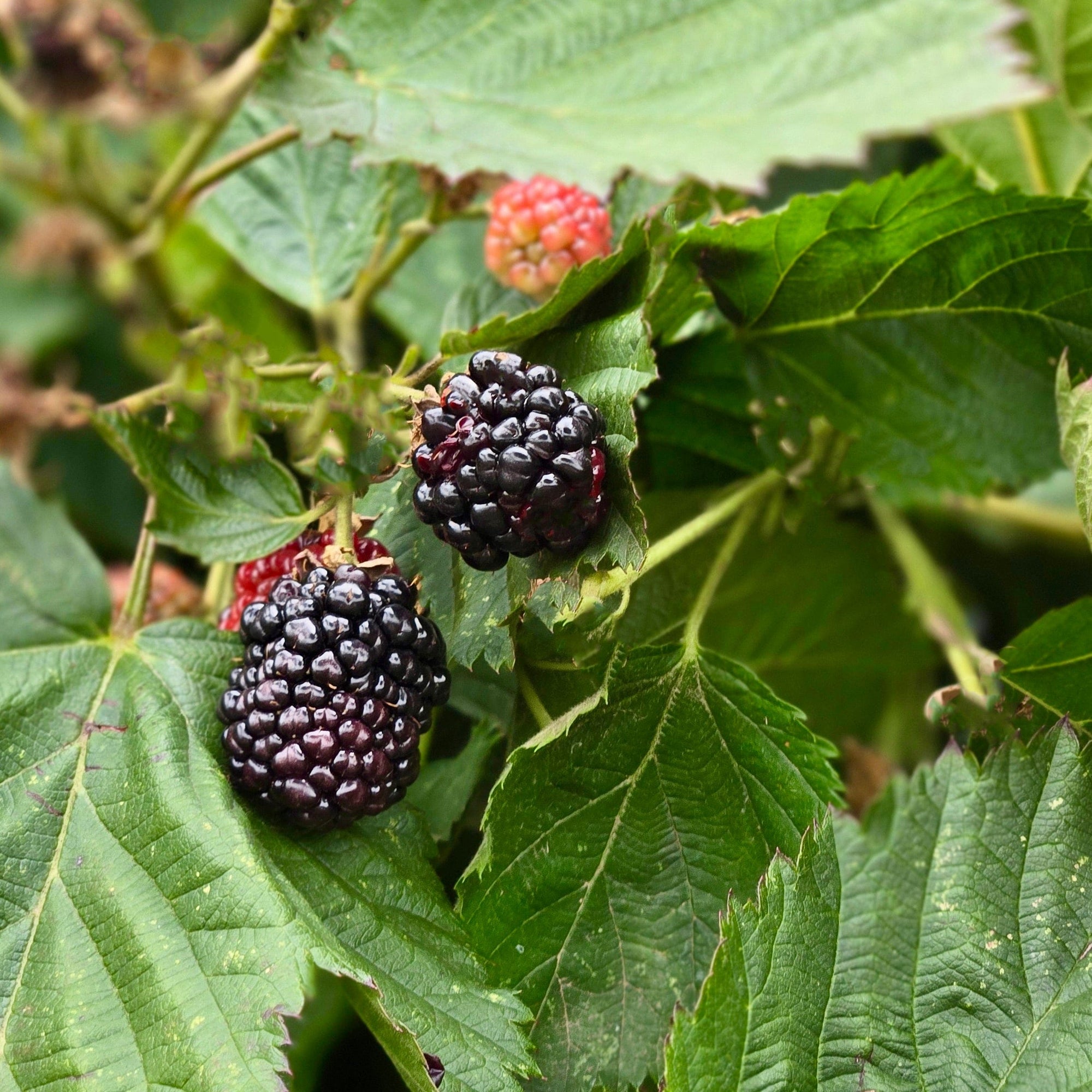 Rare Loganberry Puree