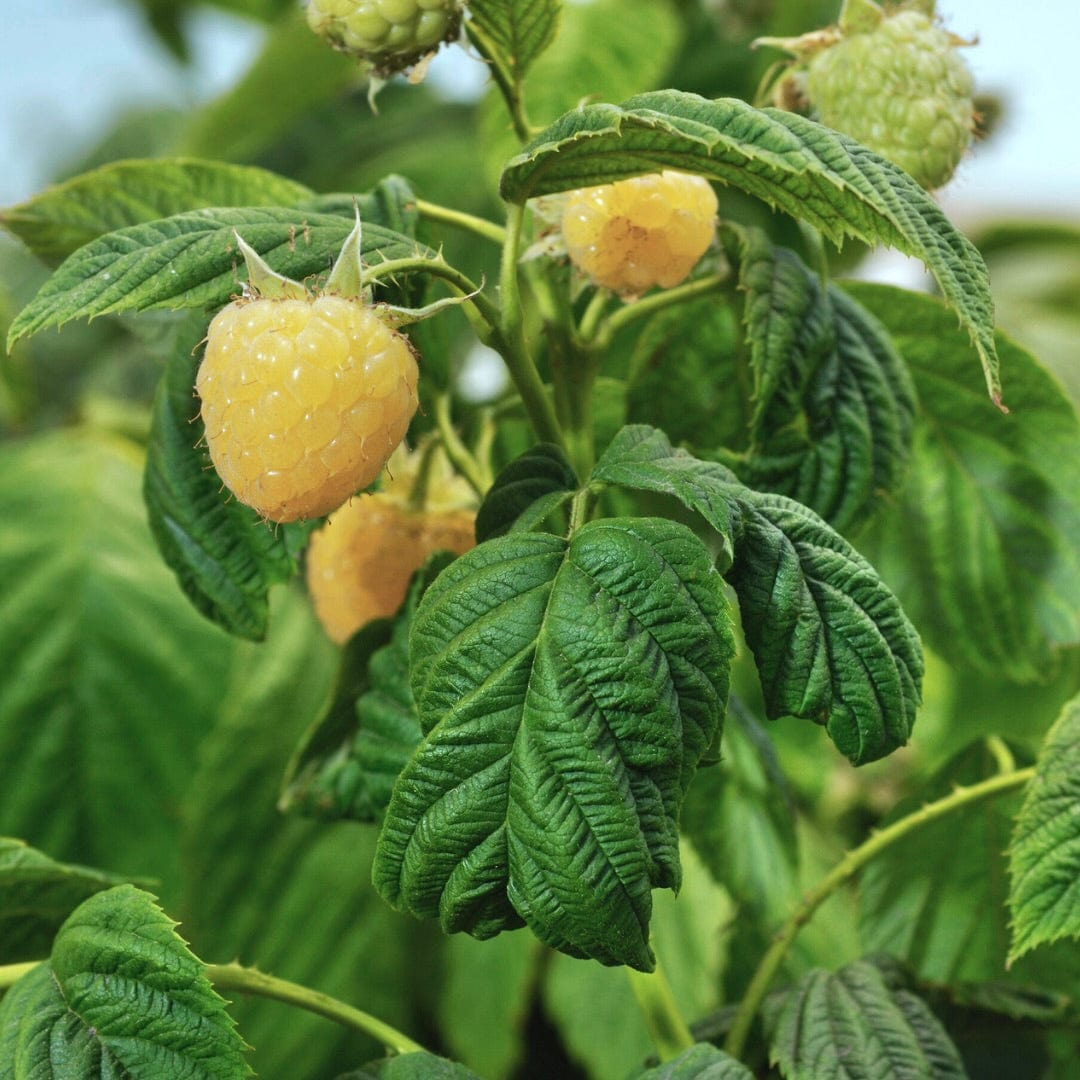 Rare Golden Raspberry Puree