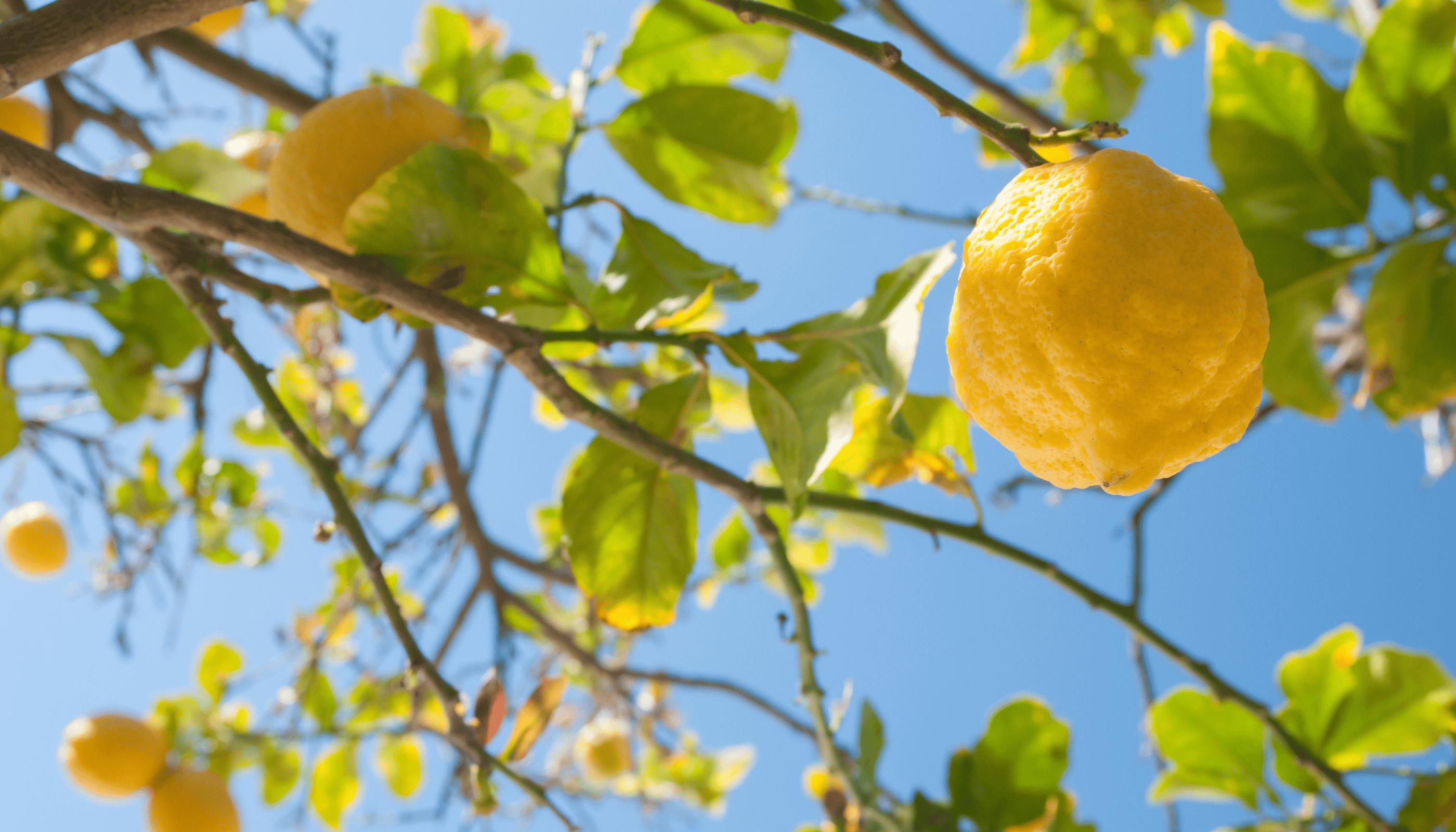 Sicilian Lemon growing on a lemon tree