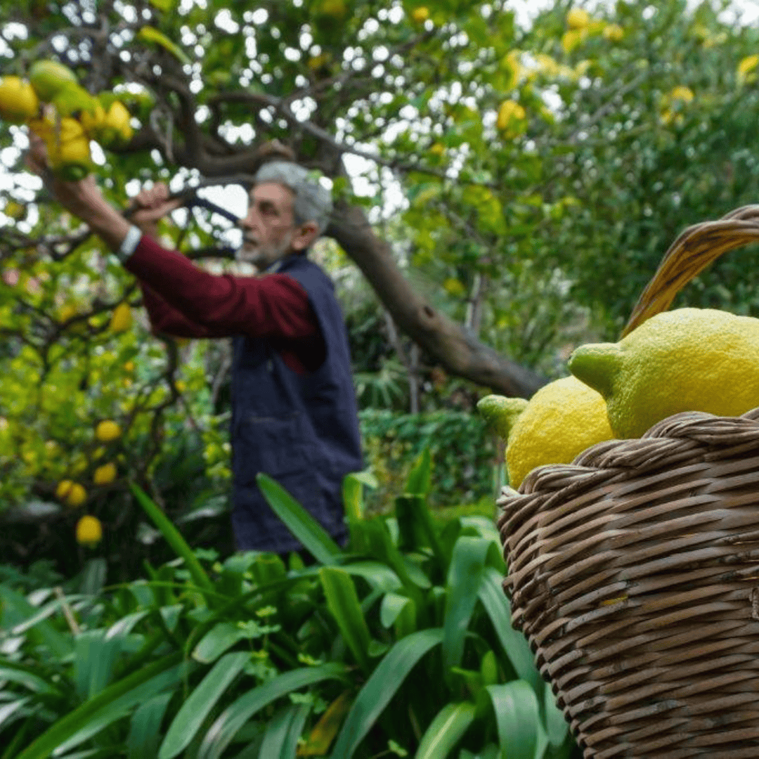 Sicilian Lemon Aseptic Puree | Oregon Fruit