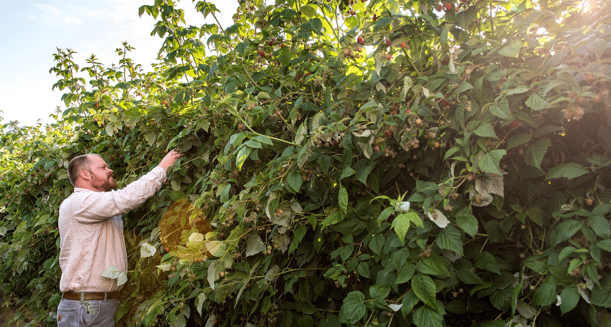 Man picking fresh berries from a bush