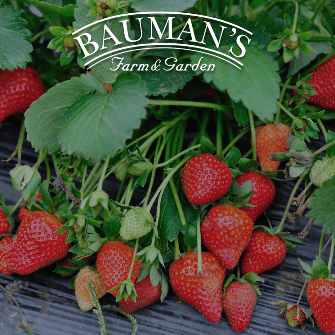 Oregon Strawberry Puree